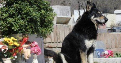 Capitán – el perro leal que ha estado visitando la tumba de su dueño durante 11 años