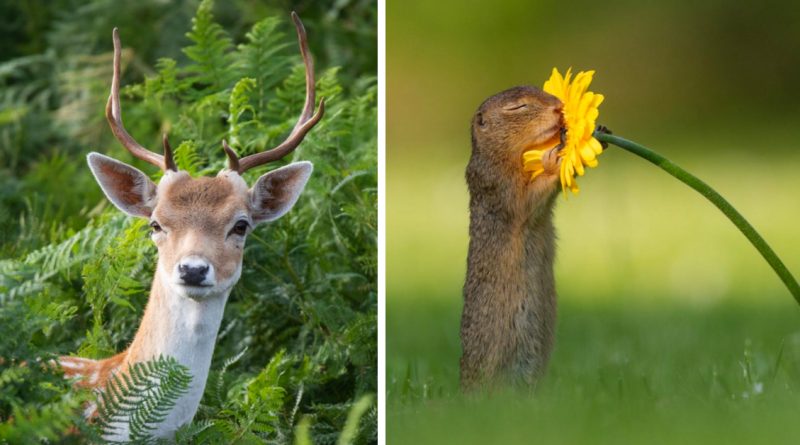 El fotógrafo se acerca lo más posible a los animales salvajes para obtener imágenes únicas. Y vale la pena