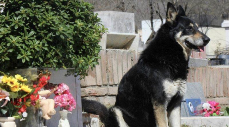 Capitán – el perro leal que ha estado visitando la tumba de su dueño durante 11 años