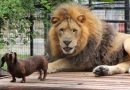 La inusual historia de amistad entre un león y un dachshund