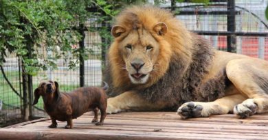 La inusual historia de amistad entre un león y un dachshund