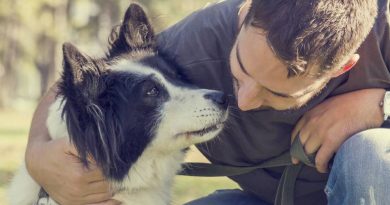 Cómo las mascotas afectan nuestro estado emocional