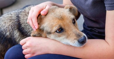 El perro es más que un amigo. Explicamos lo que une a una persona con un perro y por qué se puede llamar con confianza a esta conexión ‘familiar’