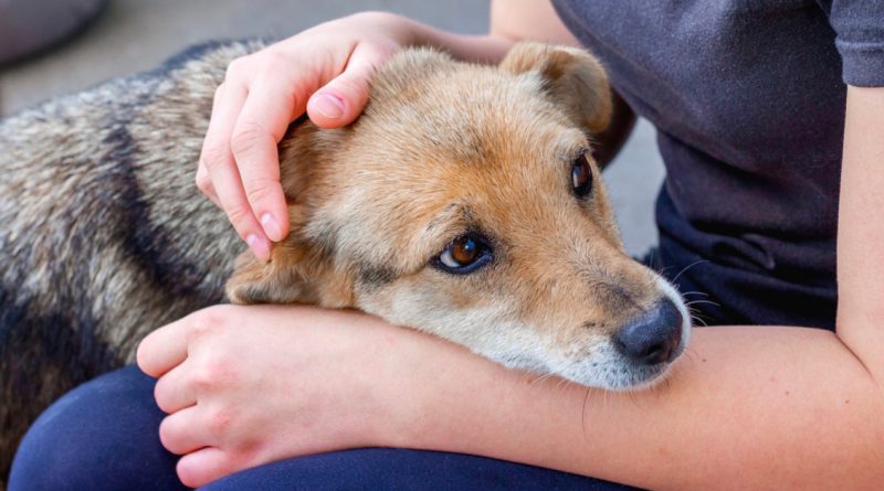 El perro es más que un amigo. Explicamos lo que une a una persona con un perro y por qué se puede llamar con confianza a esta conexión ‘familiar’