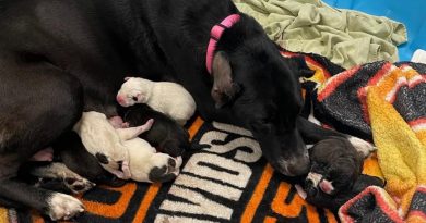 La madre perro sorprendió a las personas cuando adoptó a un bebé inusual