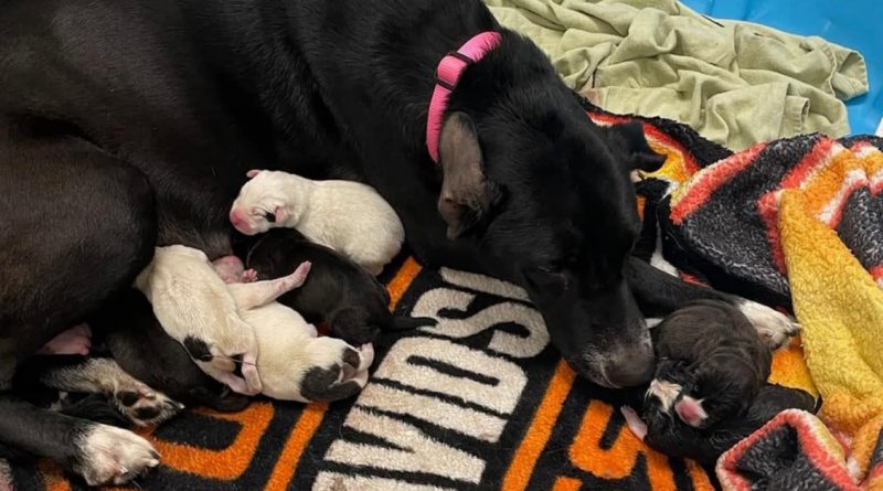 La madre perro sorprendió a las personas cuando adoptó a un bebé inusual