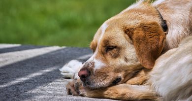 Una vez, un perro se adentró en mi patio