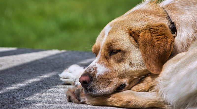 Una vez, un perro se adentró en mi patio