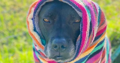 Un perro callejero desafortunado roe un agujero en la valla de un refugio para pedir ayuda