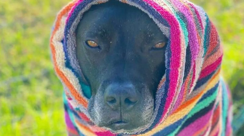 Un perro callejero desafortunado roe un agujero en la valla de un refugio para pedir ayuda