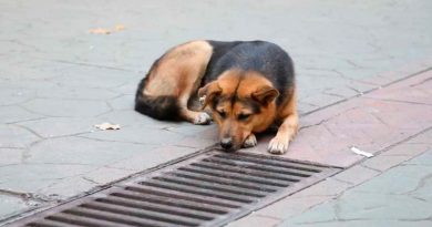 El perro viene todos los días a la alcantarilla y espera a que la abran