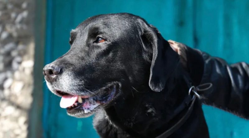 Un perro inteligente con una cartera en los dientes