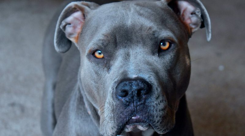 Un amable pitbull trajo a casa a una gata embarazada