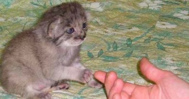 Una mujer trajo un pequeño gatito del bosque, y un año después resultó que estaba viviendo con una criatura peligrosa