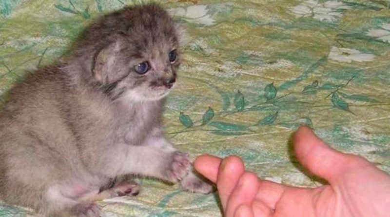 Una mujer trajo un pequeño gatito del bosque, y un año después resultó que estaba viviendo con una criatura peligrosa