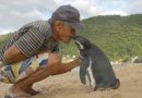 Cada año, un pingüino nada 8000 km para encontrarse con su salvador