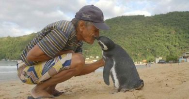 Cada año, un pingüino nada 8000 km para encontrarse con su salvador