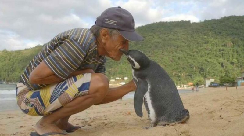 Cada año, un pingüino nada 8000 km para encontrarse con su salvador