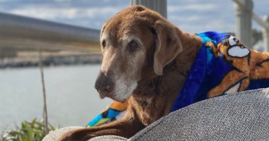 Esta es una historia simple de amor: Una pareja hizo una cama móvil para pasear a su perro anciano en los últimos meses de su vida