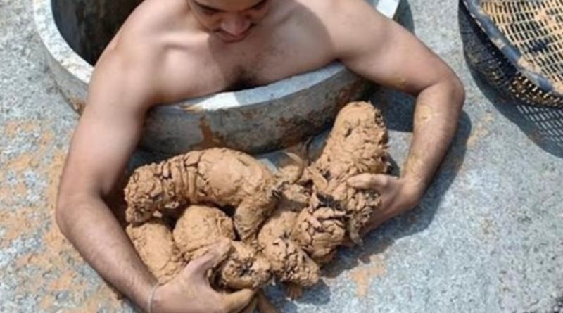 Un chico vio piedras sucias en un pozo, resultaron ser cachorros pequeños.