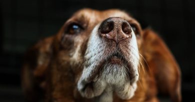 5 razones por las que amamos a los perros