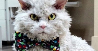 Pompous Albert: un gatito eternamente insatisfecho con una mirada severa