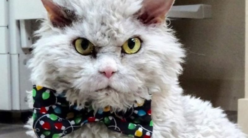Pompous Albert: un gatito eternamente insatisfecho con una mirada severa