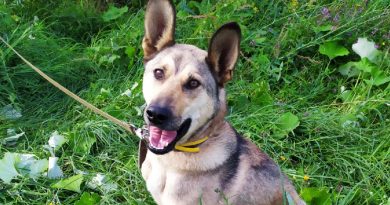 El perro discapacitado esperó la felicidad durante todo un año… ¡Ahora, el mascota de tres patas tiene todo lo que podría desear!