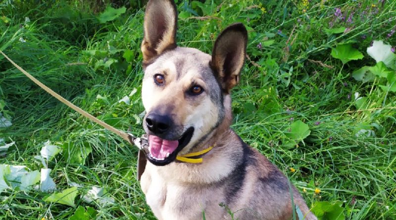 El perro discapacitado esperó la felicidad durante todo un año… ¡Ahora, el mascota de tres patas tiene todo lo que podría desear!