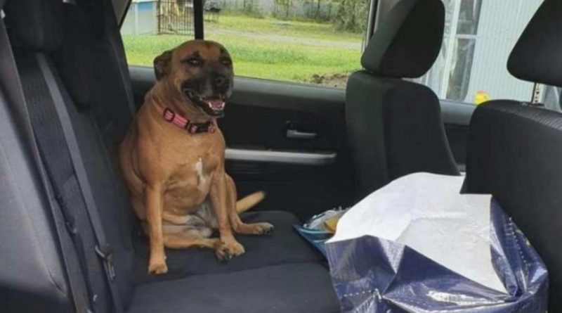 La mujer dejó la puerta del coche abierta, y minutos después encontró un perro en el asiento trasero