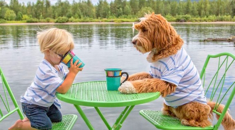 Una niñera para un huérfano: cómo un perro cuida de un niño pequeño