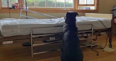 El fiel perro esperaba a su dueño en la cama del hospital, sin saber que ya no estaba vivo