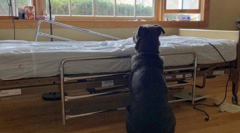 El fiel perro esperaba a su dueño en la cama del hospital, sin saber que ya no estaba vivo