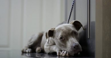 La perra en el refugio siempre se sentaba en la esquina y se negaba a comer: un veterinario con dos cuencos ayudó