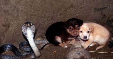Dos pequeños cachorros cayeron en un pozo con una cobra, pero la serpiente no los tocó y los protegió durante un día mientras esperaba a la gente.