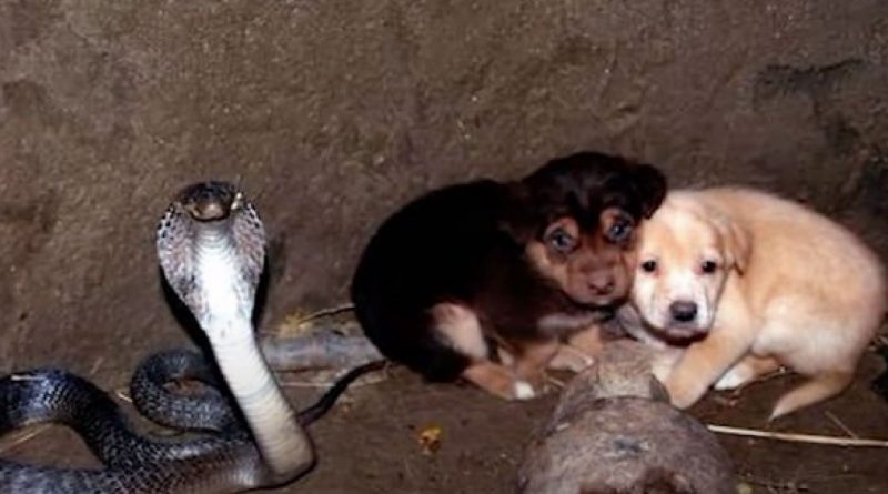 Dos pequeños cachorros cayeron en un pozo con una cobra, pero la serpiente no los tocó y los protegió durante un día mientras esperaba a la gente.