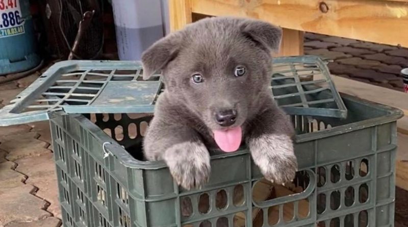 El cachorro se parece a un perro y a un gato al mismo tiempo, y deberías echar un vistazo a esa adorable carita