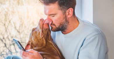 ¿Por qué los perros lamen la cara de sus dueños?