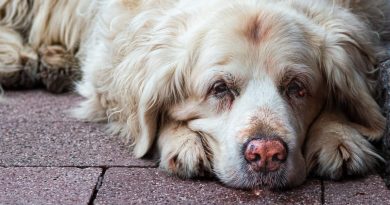 Se dice que los perros no se van como los humanos…