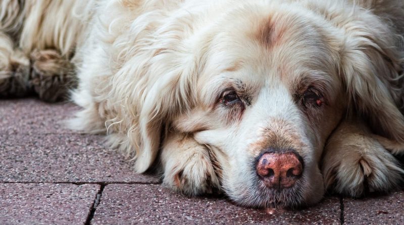 Se dice que los perros no se van como los humanos…