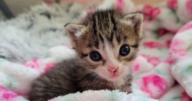 Un gatito que fue encontrado afuera con tan solo dos semanas de vida muestra un espíritu “pequeño pero poderoso” y no permite que nada lo detenga