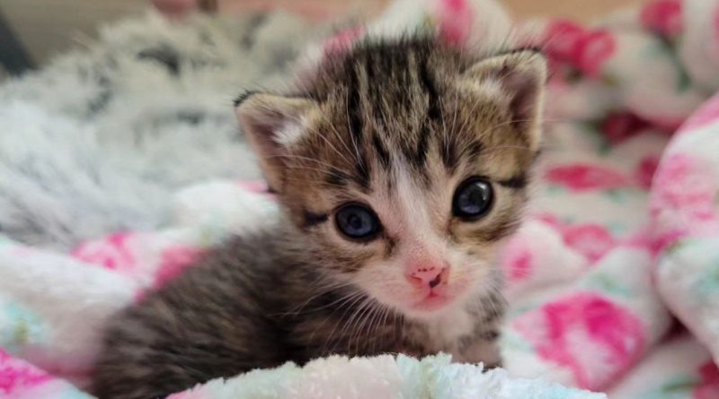 Un gatito que fue encontrado afuera con tan solo dos semanas de vida muestra un espíritu “pequeño pero poderoso” y no permite que nada lo detenga