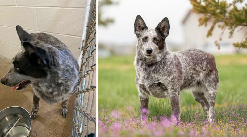 “20+ fotos conmovedoras de perros de refugio que cambiaron gracias al amor y al cuidado”