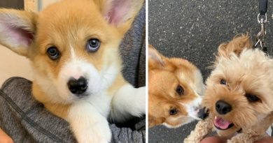 Conoce a Wallace, el corgi con una nariz en forma de corazón que ama abrazar a todos los perros que conoce