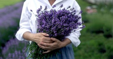 7 plantas que te protegerán de los mosquitos de una vez por todas