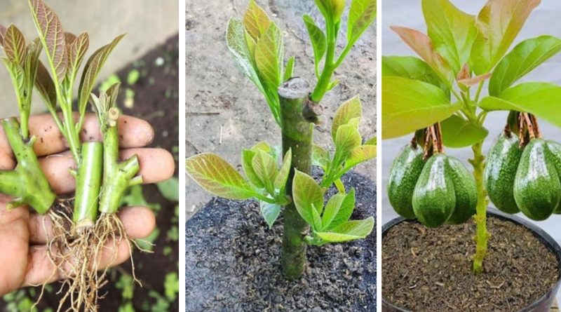 6 Consejos para Cultivar un Aguacate en una Maceta y Hacer que Fructifique