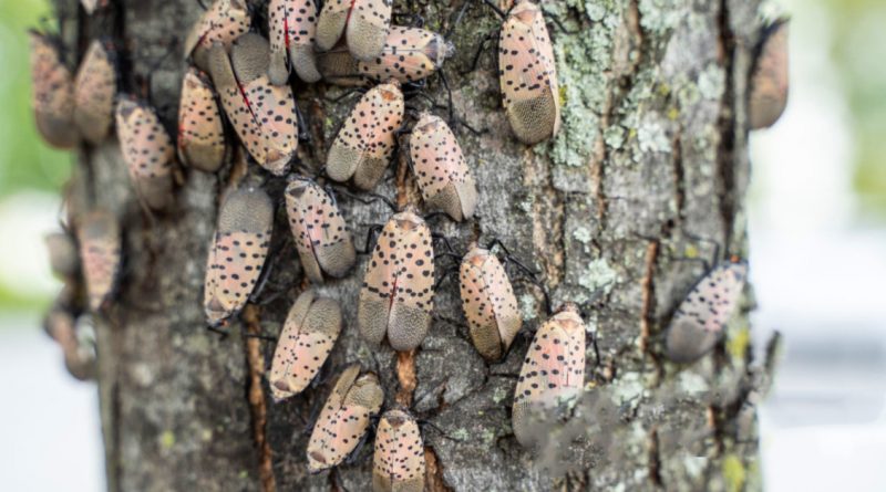 Si ves este insecto, elimínalo de inmediato. Aquí está el porqué