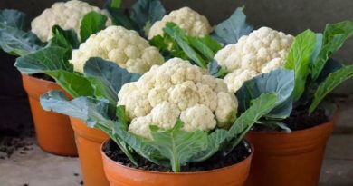 Cultiva la coliflor más grande en una maceta con esta guía paso a paso