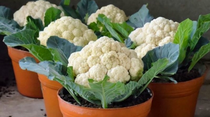 Cultiva la coliflor más grande en una maceta con esta guía paso a paso