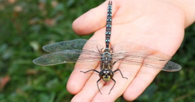 Una sola libélula puede comer cientos de mosquitos al día. Juro por este truco para atraer libélulas y deshacerte de todos los mosquitos